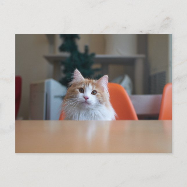 Orange and White Long Haired Cat Postcard (Front)