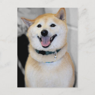 Orange and White Shiba Inu Dog Breed Postcards