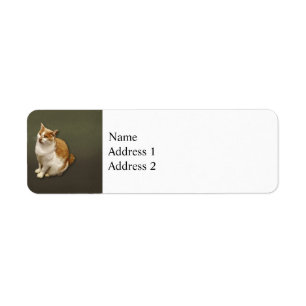 Orange and White Short Haired Cat