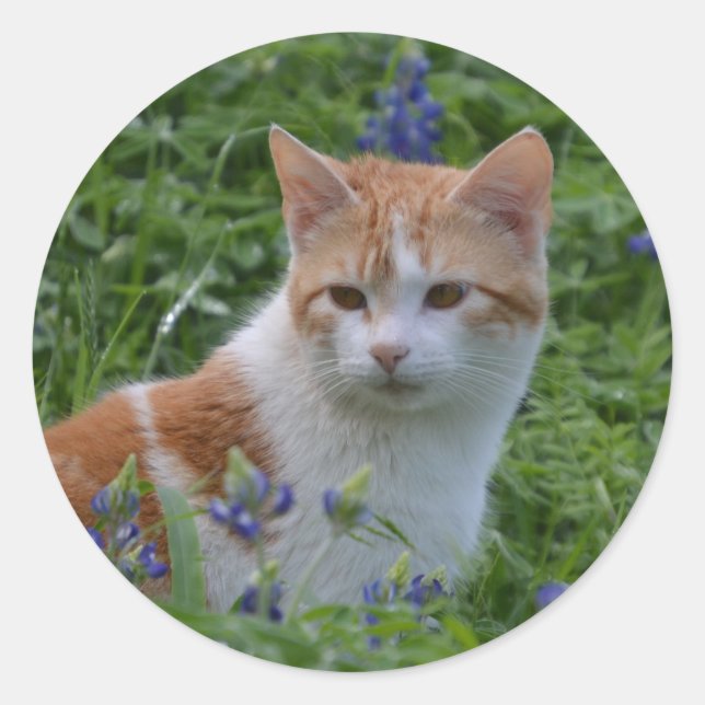 Orange and White Tabby Classic Round Sticker (Front)