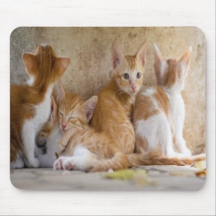 Orange and White Tabby Kitten/Add Your Pet's Photo Mouse Pad