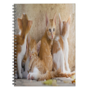 Orange and White Tabby Kitten/Add Your Pet's Photo Notebook