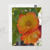 Orange and Yellow Autumn Roses Postcard (Front/Back)