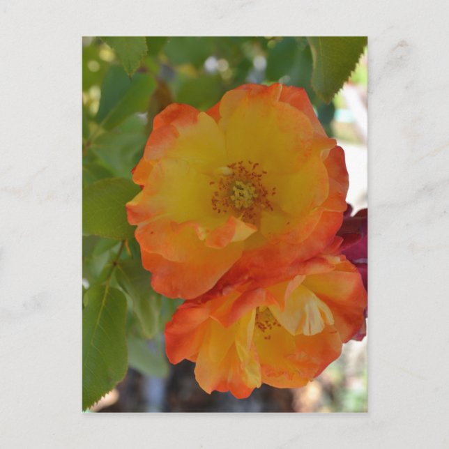 Orange and Yellow Autumn Roses Postcard (Front)