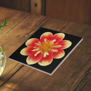 Orange and Yellow Collarette Dahlia Floral Tile