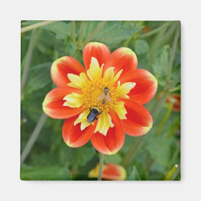 Orange and yellow dahlia magnet (Front)