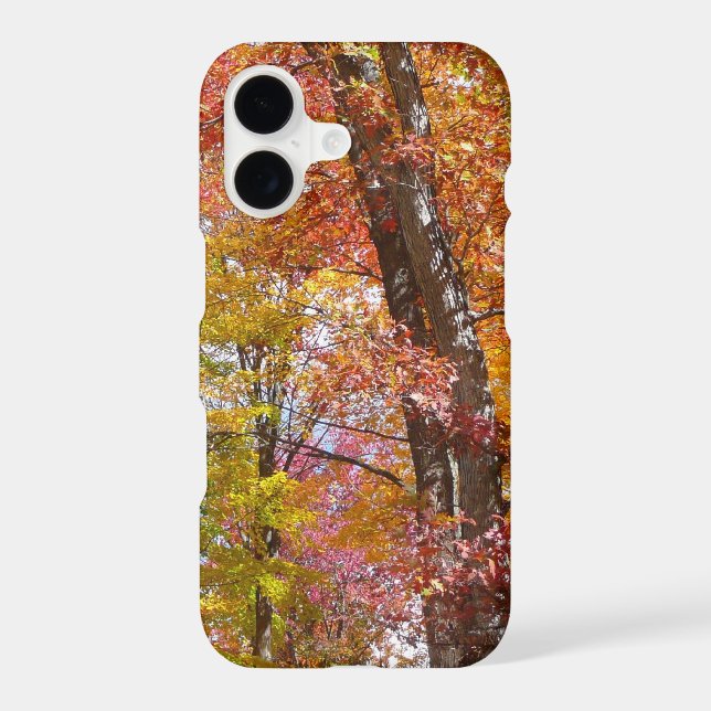 Orange and Yellow Fall Trees Autumn Photography (Back)