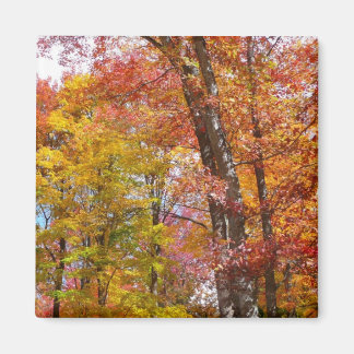 Orange and Yellow Fall Trees Autumn Photography Magnet