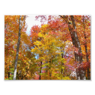 Orange and Yellow Fall Trees Autumn Photography Photo Print