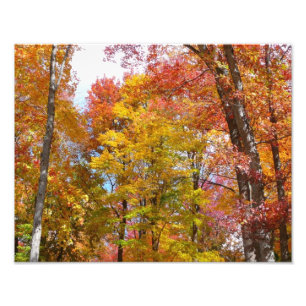 Orange and Yellow Fall Trees Autumn Photography Photo Print
