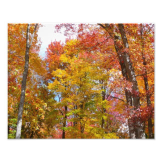 Orange and Yellow Fall Trees Autumn Photography Photo Print