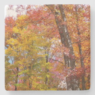 Orange and Yellow Fall Trees Autumn Photography Stone Coaster