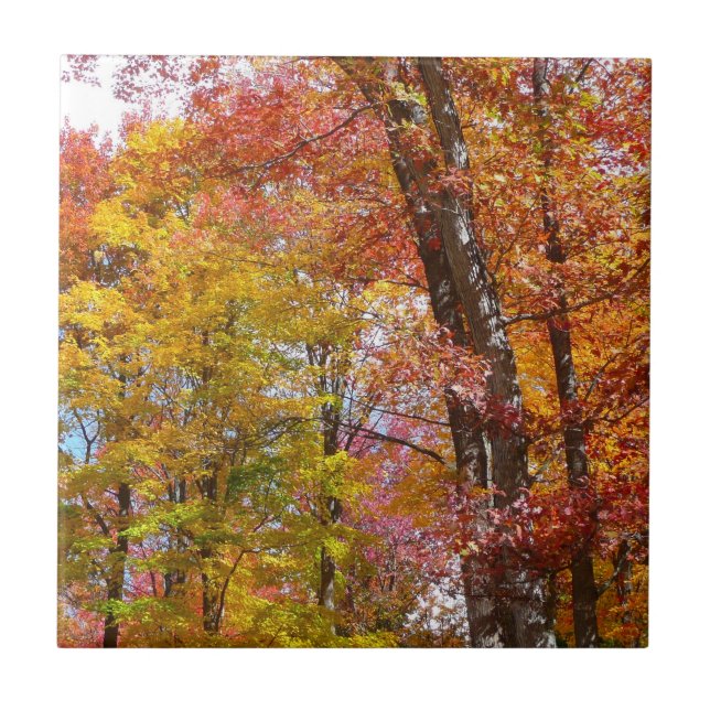 Orange and Yellow Fall Trees Autumn Photography Tile (Front)
