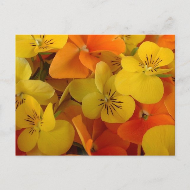 Orange and Yellow Johnny Jump Up Postcard (Front)