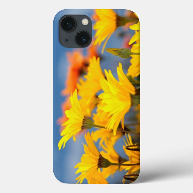Orange And Yellow Namaqualand Daisies Case-Mate iPhone Case (Back)