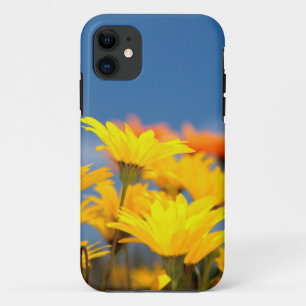 Orange And Yellow Namaqualand Daisies Case-Mate iPhone Case