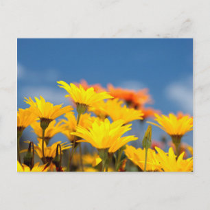 Orange And Yellow Namaqualand Daisies Postcard