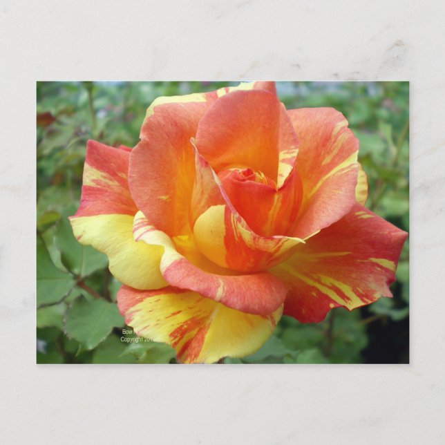 Orange and Yellow Rose  1 Postcard (Front)