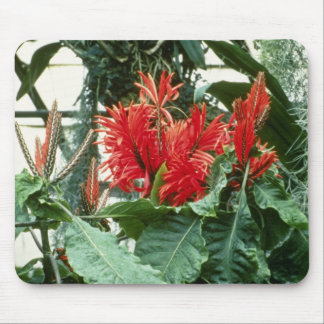 Orange Aphelandra Tetragona (Zebra Plant) flowers Mouse Pad