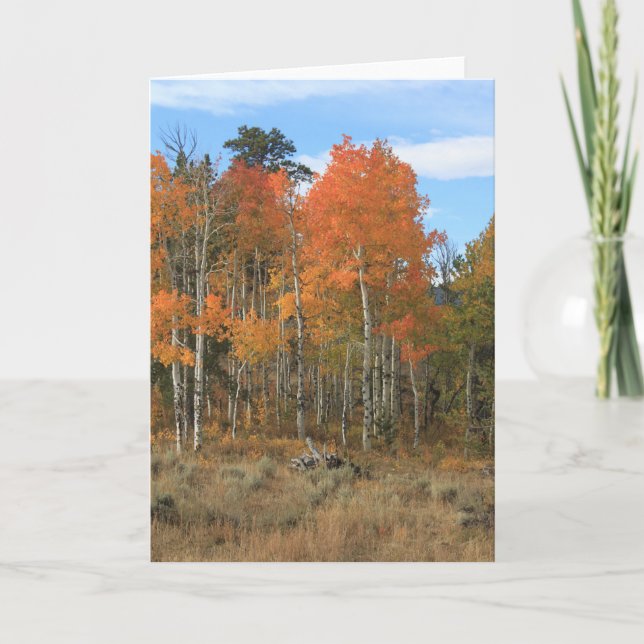 Orange Autumn Aspen All Occasion Greeting Card (Front)