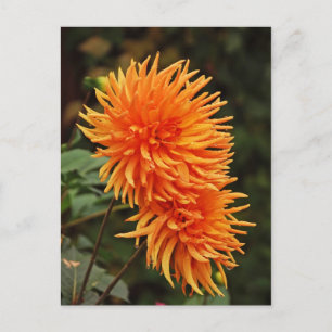 Orange autumn dahlia flowers postcard
