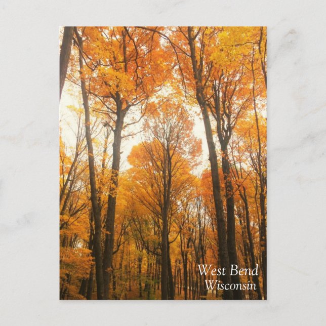 Orange Autumn Forest Postcard (Front)