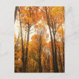 Orange Autumn Forest Postcard