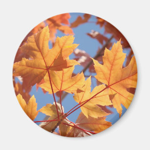 Orange Autumn Leaves Fall Trees magnets