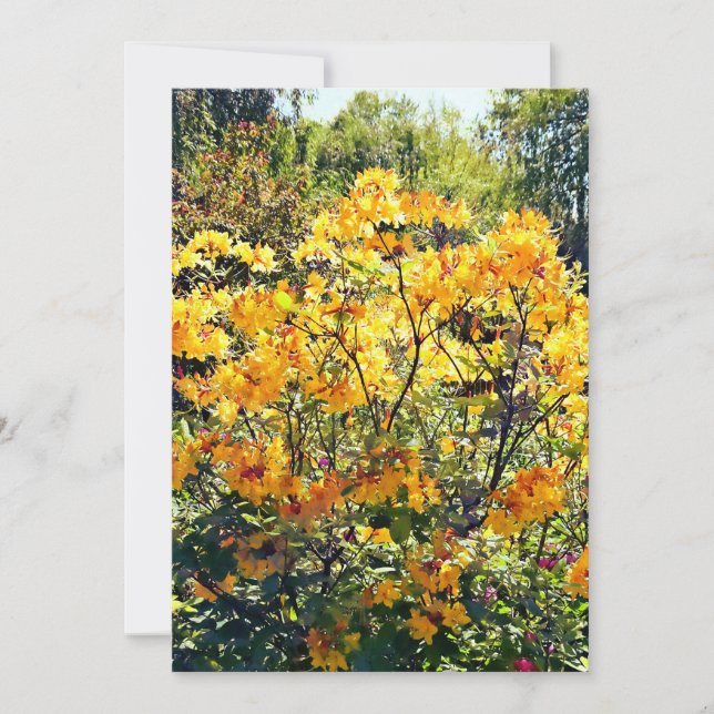 Orange Azalea (Front)