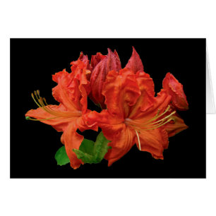 Orange Azalea Blossoms