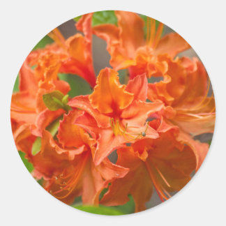 Orange Azalea Flowers Classic Round Sticker