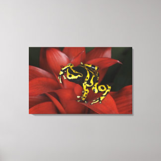 Orange banded dart frog  Dendrobates leucomelas Canvas Print