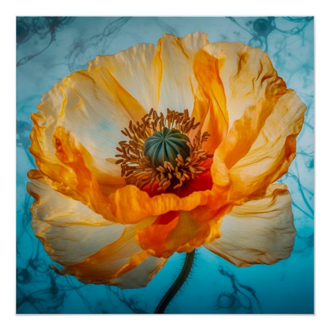 Orange Beauty  Poster (Front)