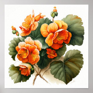 Orange Begonias Flower Art Print Poster