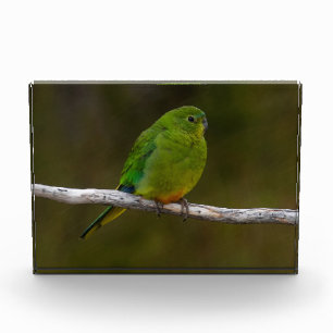 Orange-bellied Parrot Bird Australia Photo Block
