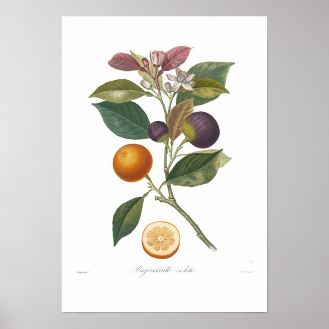 Orange,Bigarrade violette Poster (Front)