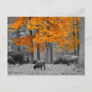 Orange Bison Postcard