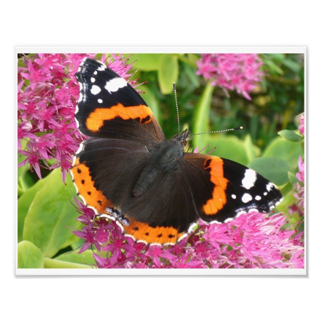 Orange Black and White Butterfly Poster (Front)
