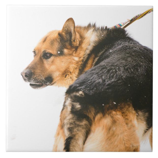 Orange black dog tile (Front)