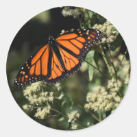Orange Black Monarch Butterfly Nature Photography