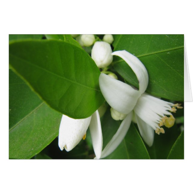 Orange Blossom (Front Horizontal)