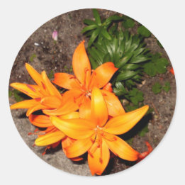 "ORANGE BLOSSOM KEEPSAKE COLLECTION" CLASSIC ROUND STICKER