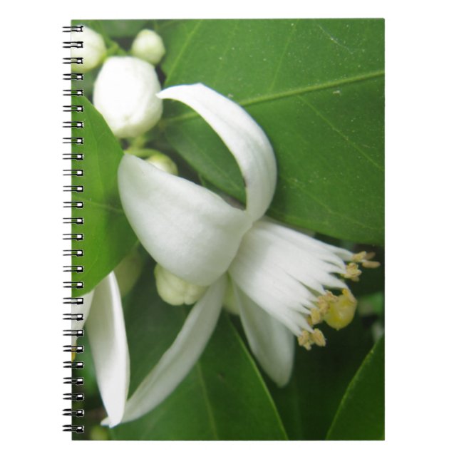 Orange Blossom Notebook (Front)