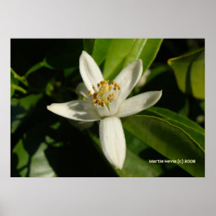 Orange Blossom Poster
