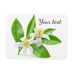 Orange blossoms magnet