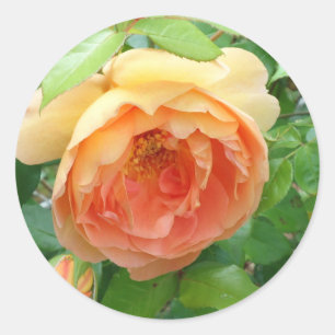 Orange Blush Rose Classic Round Sticker
