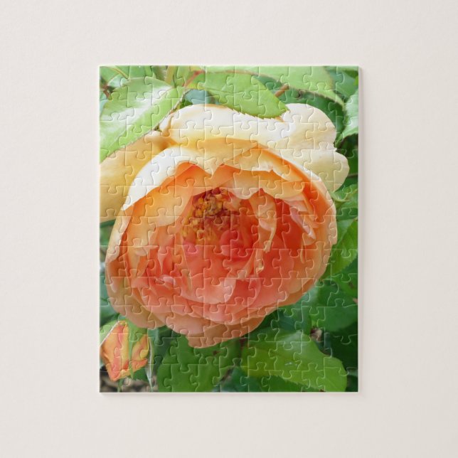 Orange Blush Rose Jigsaw Puzzle (Vertical)