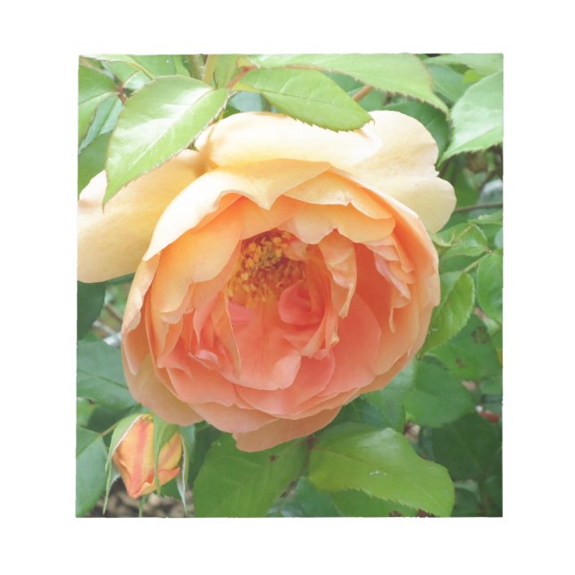 Orange Blush Rose Notepad (Front)