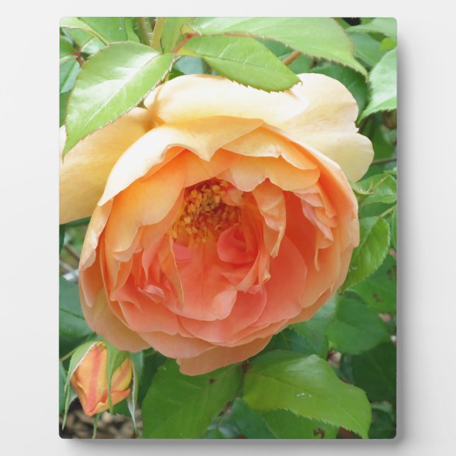 Orange Blush Rose Plaque (Front)
