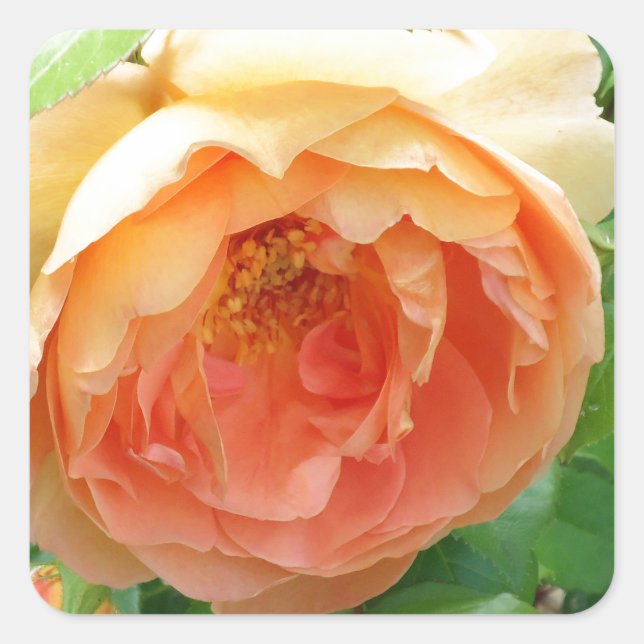 Orange Blush Rose Square Sticker (Front)